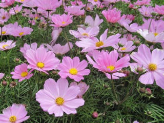 Picture of Cosmos Sonata Pink