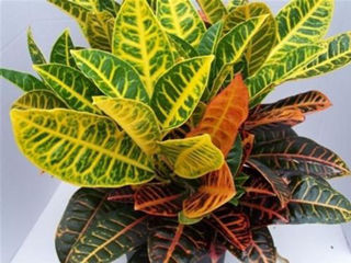 Picture of Croton Petra