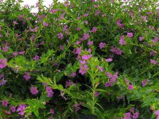 Picture of Cuphea Mexican Heather Lavender