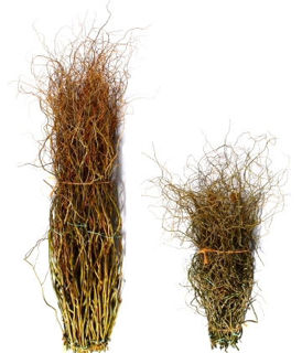 Picture of Curly Willow Tips Green 30"-36"