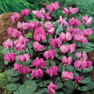 Picture of Cyclamen Pink