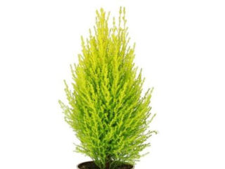 Picture of Cypress Lemon