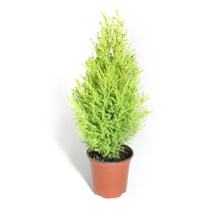 Picture of Cypress Lemon