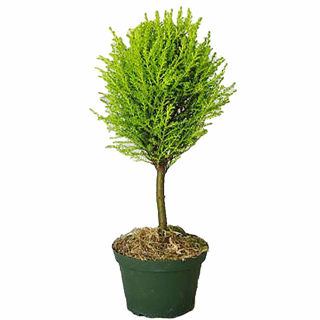 Picture of Cypress Lemon Topiary