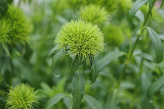 Picture of Dianthus Green Ball