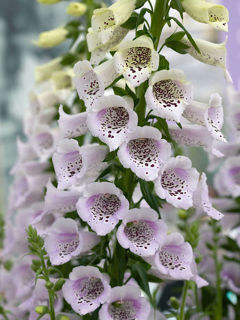 Picture of Digitalis Camelot Lavender