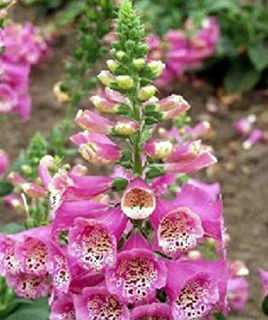 Picture of Digitalis Camelot Rose