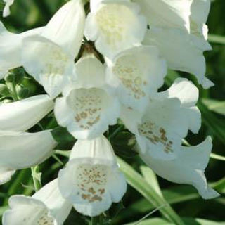 Picture of Digitalis Camelot White
