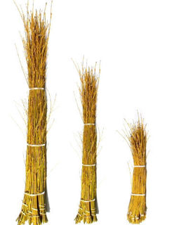Picture of Dogwood Yellow Tips 24"-36"