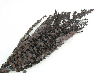 Picture of Eucalyptus Preserved Chocolate