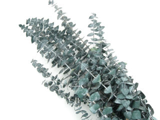 Picture of Eucalyptus Preserved Frost Green