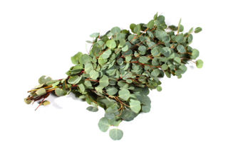 Picture of Eucalyptus Silver Dollar Bunch