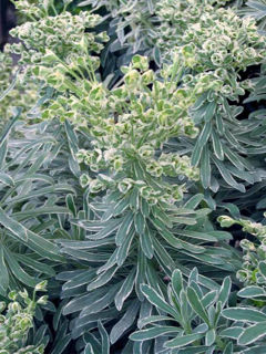 Picture of Euphorbia Glacier Blue