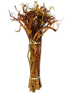 Picture of Fantail Willow Preserved Small 30"-36"