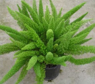 Picture of Fern Foxtail
