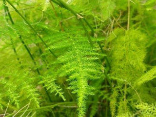 Picture of Fern Plumosa
