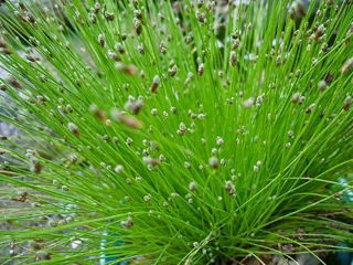 Picture of Fiber Optic Grass