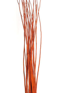 Picture of Flame Willow Medium 48"-60"