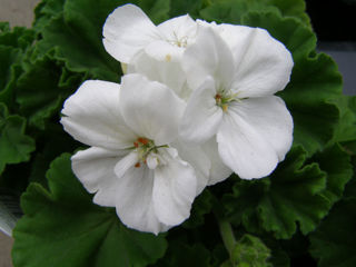 Picture of Geranium Americana White