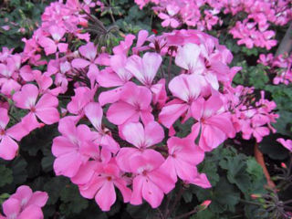 Picture of Geranium Caliente Pink