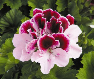 Picture of Geranium Regal Purple Majesty