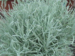 Picture of Helichrysum Icicles
