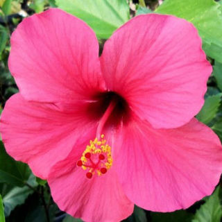 Picture of Hibiscus Pink