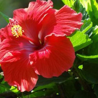 Picture of Hibiscus Red