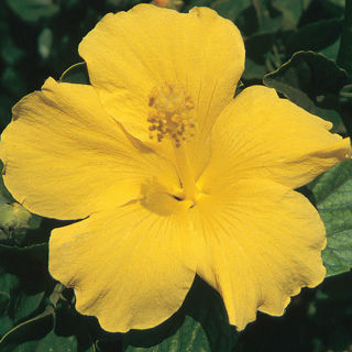 Picture of Hibiscus Yellow
