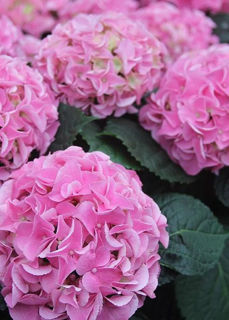 Picture of Hydrangea Early Rosa