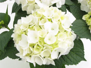 Picture of Hydrangea White