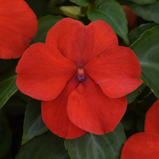 Picture of Impatiens Beacon Red