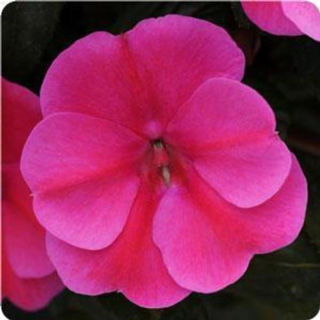 Picture of Impatiens Bounce Pink Flame