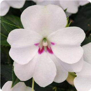 Picture of Impatiens Bounce White