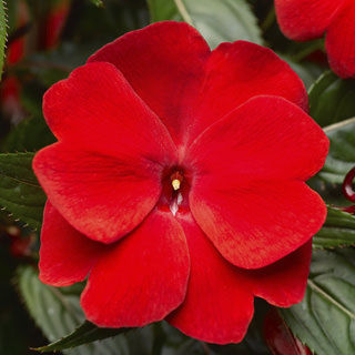 Picture of Impatiens NG Super Sonic Red