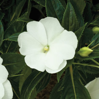 Picture of Impatiens NG Super Sonic White