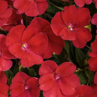 Picture of Impatiens Sun Comp Fire Red