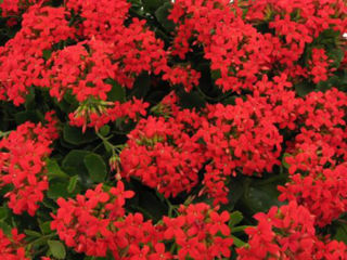 Picture of Kalanchoe Red