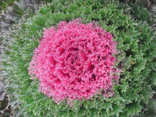 Picture of Kale Glamour Red