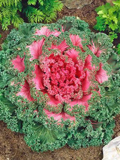 Picture of Kale Kamome Red