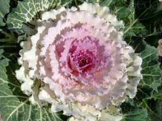 Picture of Kale Pigeon Victoria Pink F1