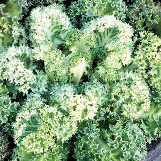 Picture of Kale Yokohama White