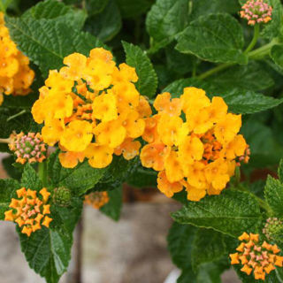 Picture of Lantana New Gold