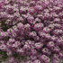 Picture of Lobularia Easy Breezy Purple