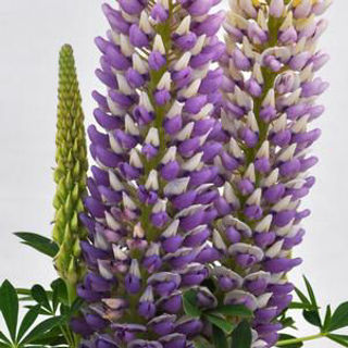 Picture of Lupine Staircase Blue