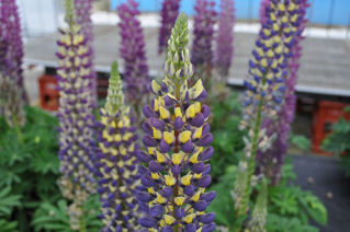 Picture of Lupine Staircase Blue/Yellow