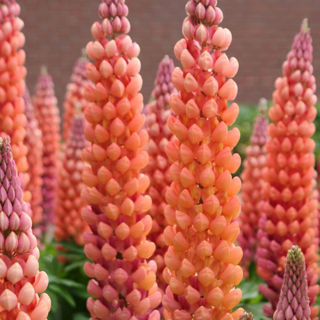 Picture of Lupine Staircase Orange