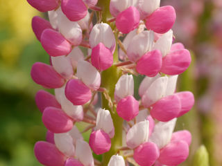 Picture of Lupine Staircase Rose White