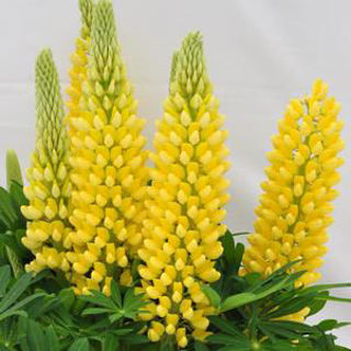 Picture of Lupine Staircase Yellow