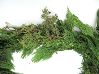 Picture of Mixed Noble/Cedar/Juniper/Pine 25'